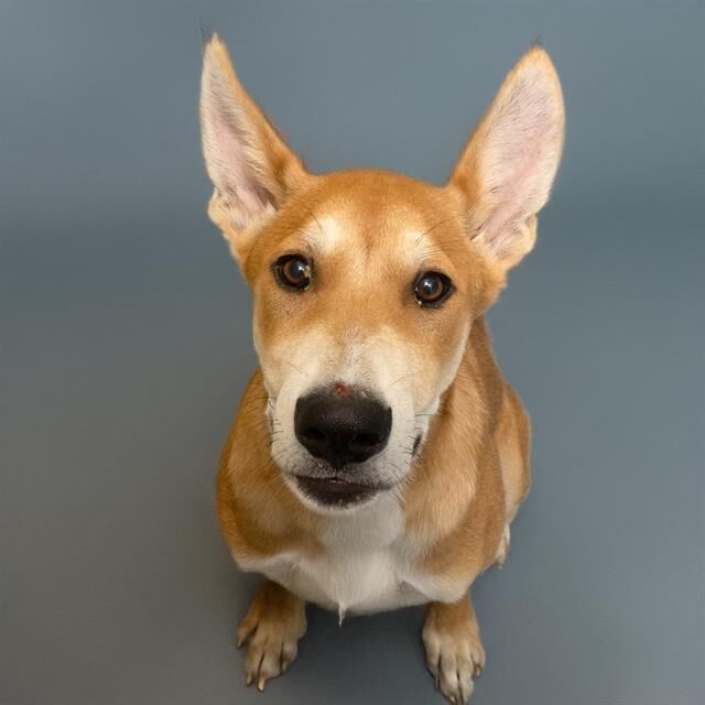 Pet of the week: Dingo